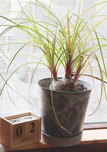 セリアのストーン風プランター 4号鉢