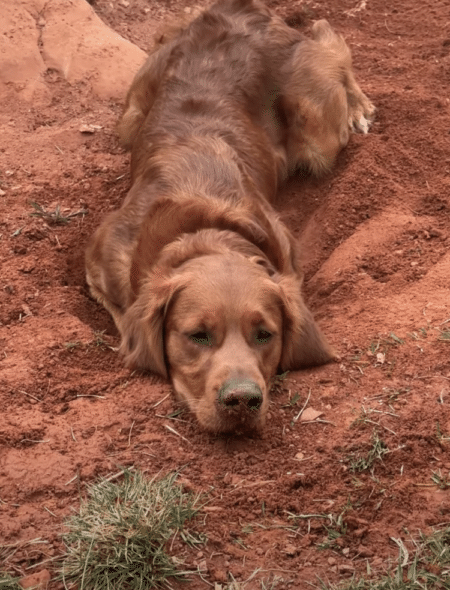 穴掘りしていたのを隠そうとする犬さん。 体で上手に隠せてる？