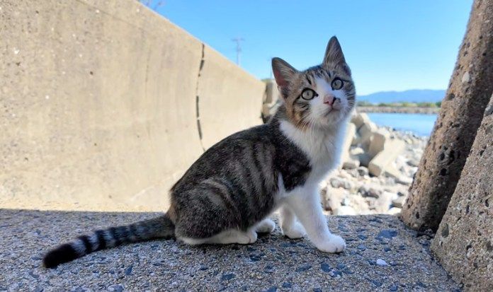 目の前に座る子猫