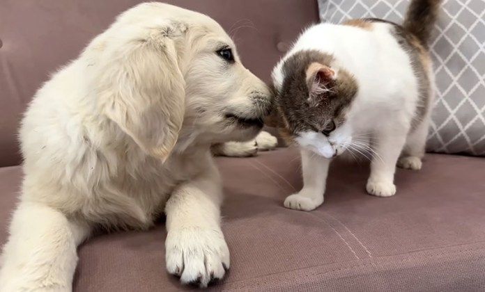 ゴールデンレトリバーと猫