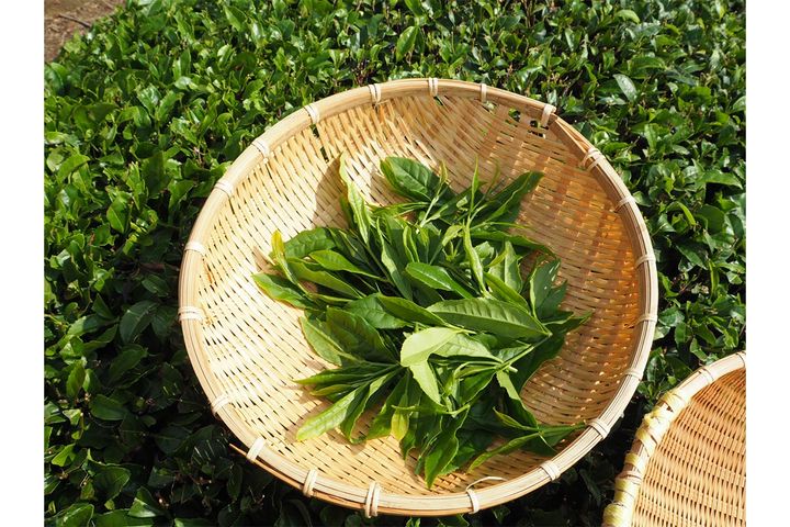 「八十八夜」には新茶を飲むといいとされるのはなぜ？