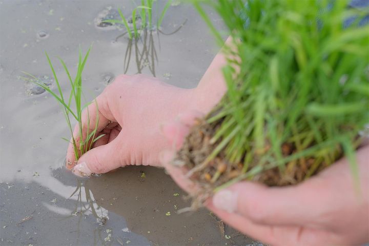 「八十八夜」は米作りにも重要な日