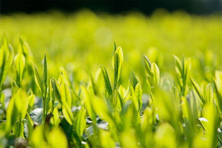 「八十八夜」の88って何の数字？