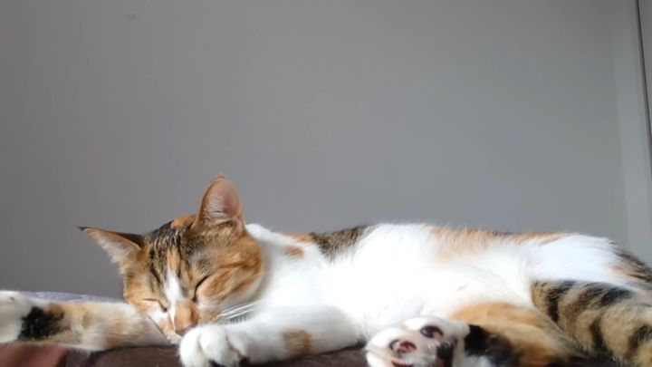 横たわる猫の寝姿10時間動画、広告無しのヒーリングBGMを添えて