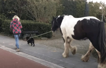 犬と散歩する女性と、馬のリードを持って散歩する犬さん。珍しいお散歩！