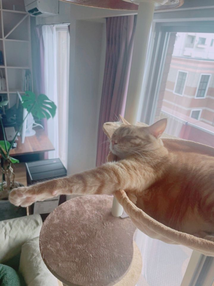 茶トラ猫のミミ君が飼い主さんのお家にやって来た頃の写真