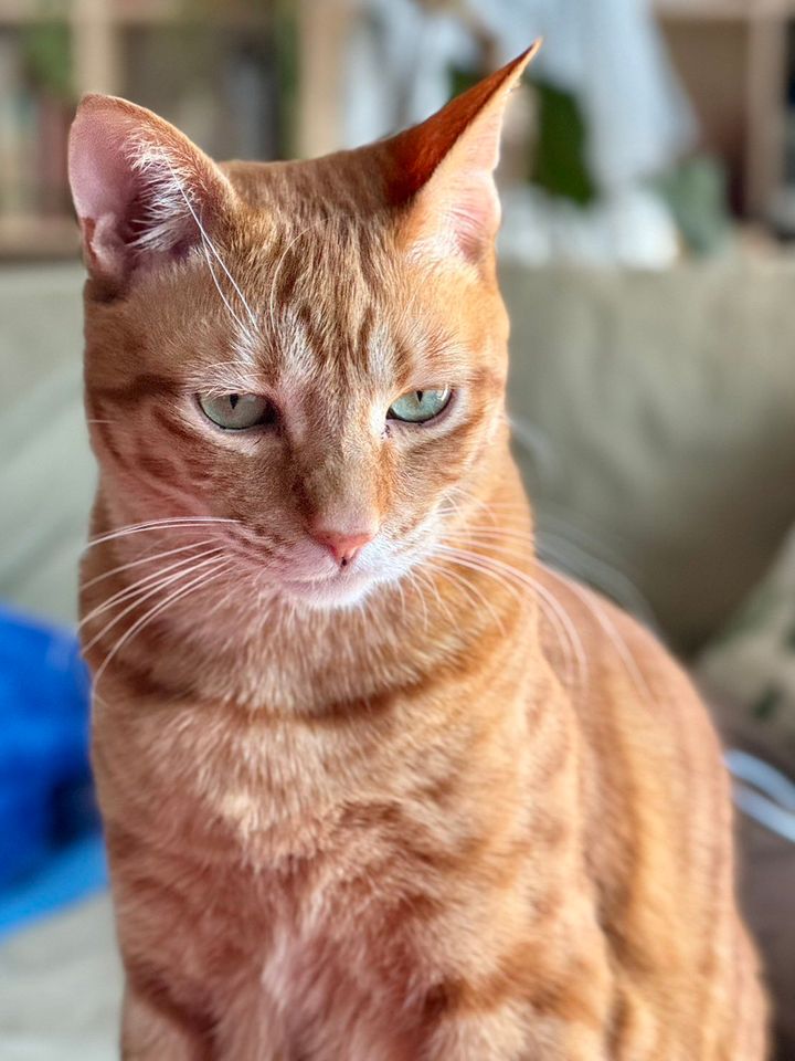 茶トラ猫のミミ君