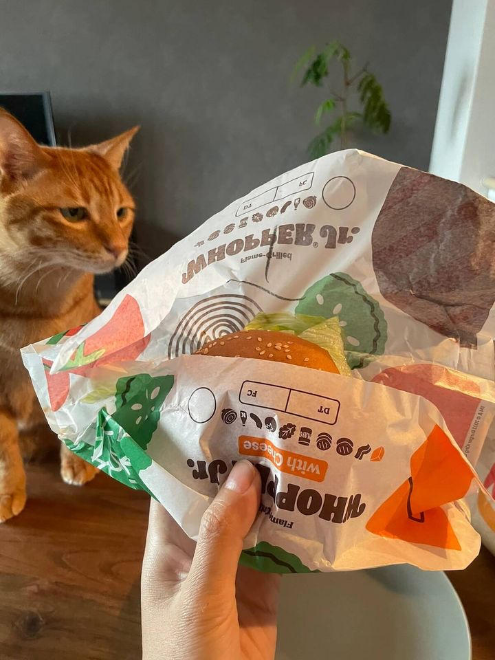 バーガーキングのテリヤキワッパーJrを見つめる茶トラ猫