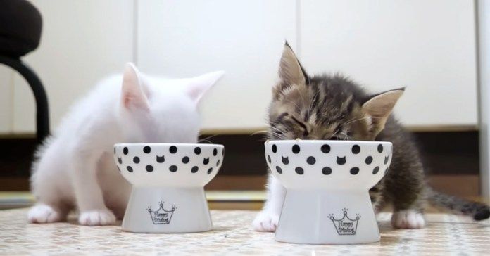 ご飯を食べる子猫達