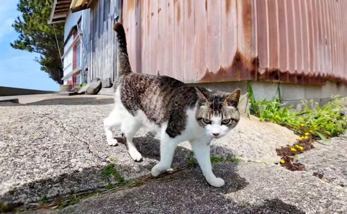 遠くから歩いてきた猫