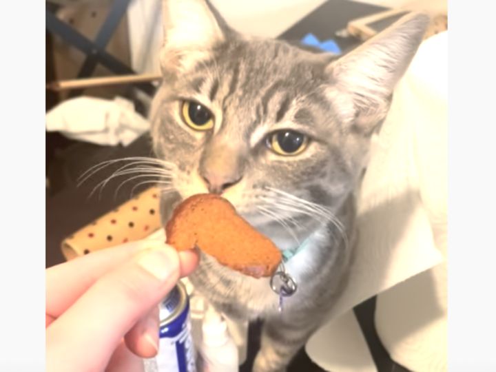 「あたしが1番じゃないと嫌！」ヤキモチをやく猫。