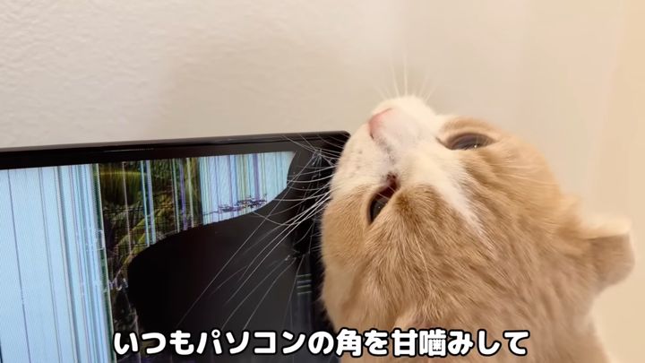 フレンドリーな甘噛みのはずが被害甚大、猫の犬歯が液晶を破る