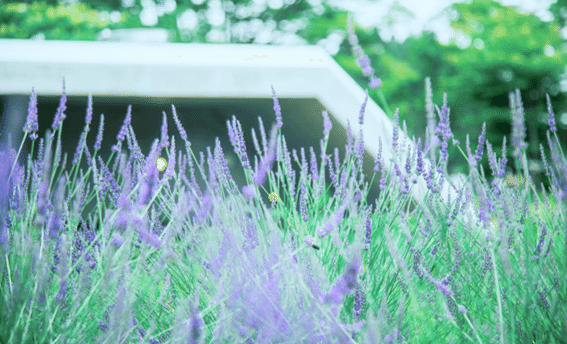 ラベンダー畑画像