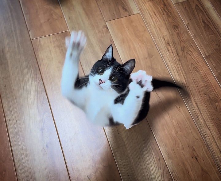 野性味が強い黒白ハチワレ猫のティナちゃん