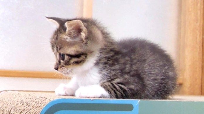 爪研ぎの上の子猫