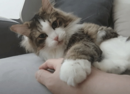 猫のクリームパンのような手♡ むぎゅっと握手してくれたよ！