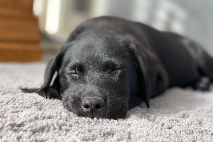 犬がラグの上で寝る