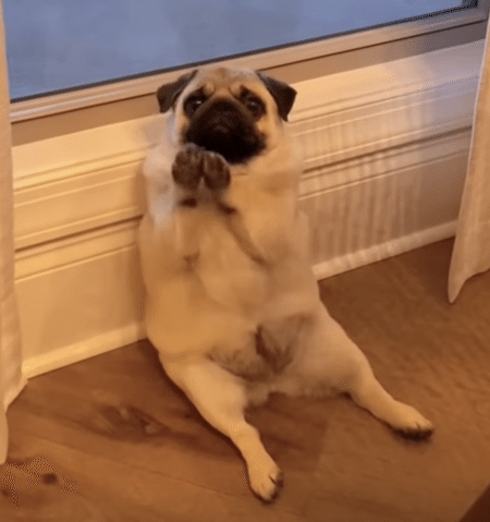 この反応可愛すぎる！ 歌を唄ったらそれを聴いていた愛犬が