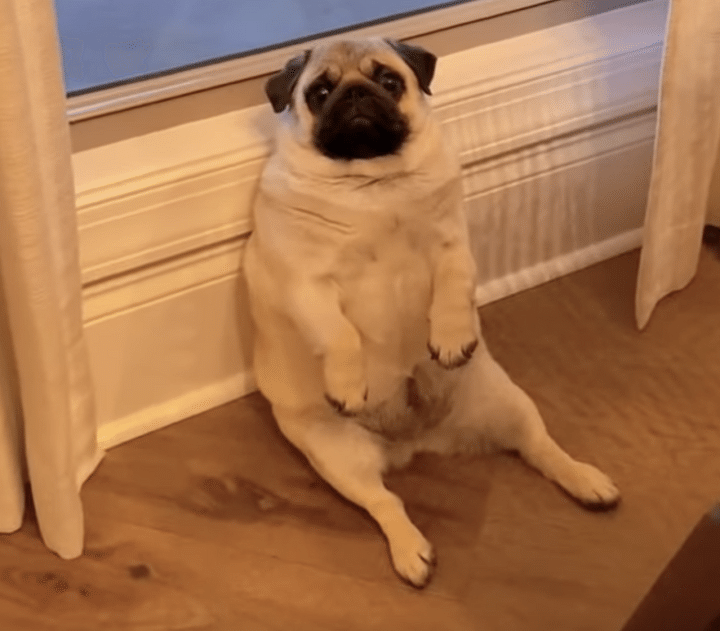 この反応可愛すぎる！ 歌を唄ったらそれを聴いていた愛犬が