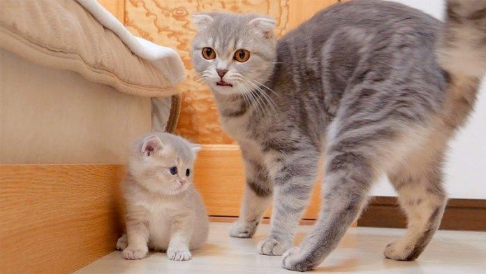 子猫に声をかける母猫