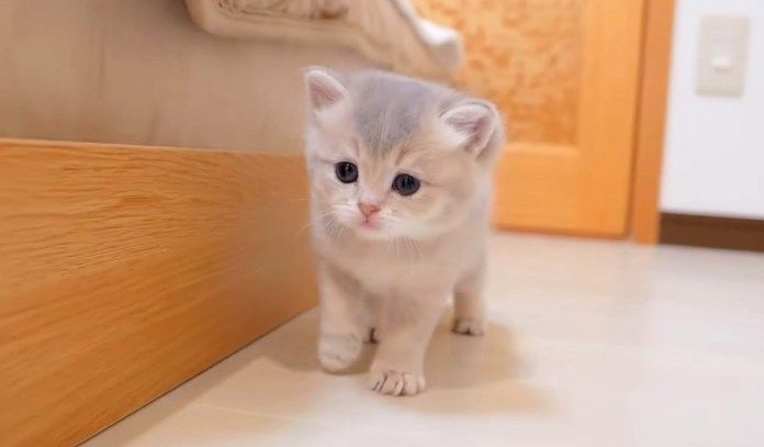 家の中を歩き回る子猫
