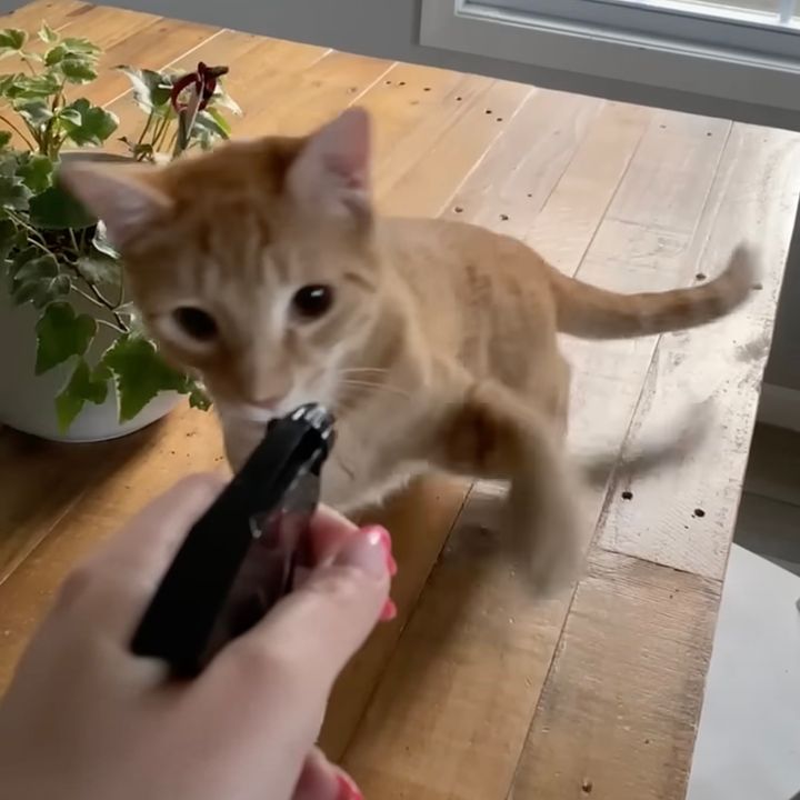 どかないと放水するぞと告げられた猫、スプレーボトルに全力反抗