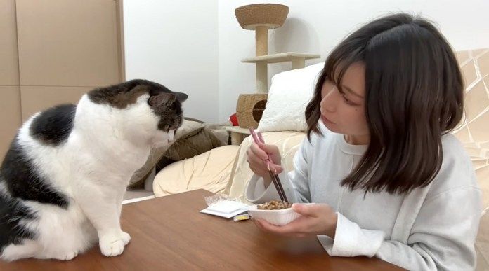 納豆が気になる猫