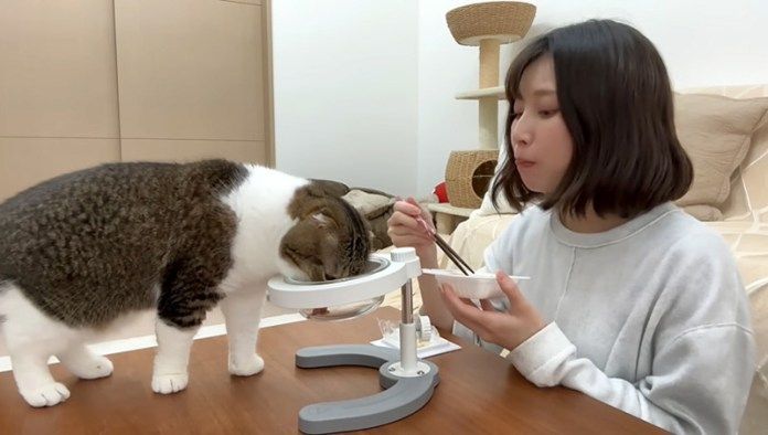 納豆を食べる猫
