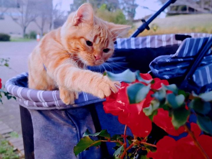 お花にちょっかいを出す猫の写真 by 竹内朗