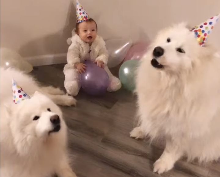 はっぴーはっぴーバースディ♪ 赤ちゃんの誕生日のために熱唱する犬さんが可愛い！