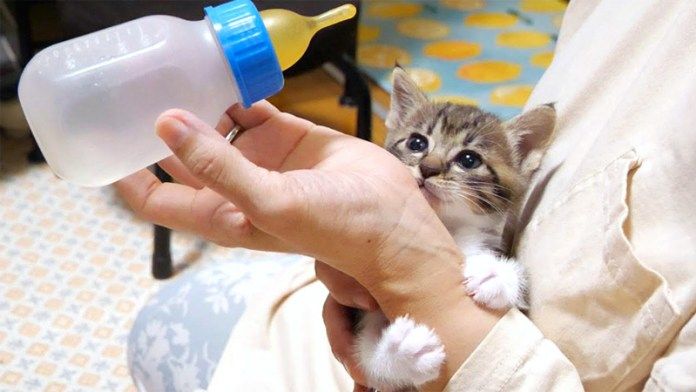 哺乳瓶が気になる子猫