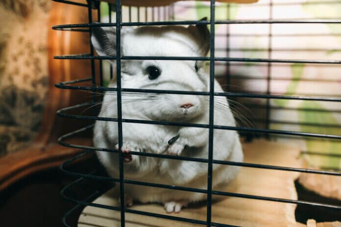 好き過ぎて辛い「キュートアグレッション」とは？