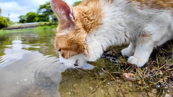 水を飲む猫