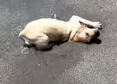 初めて海にやってきた子犬！ 泳がずに変な遊びを開始。