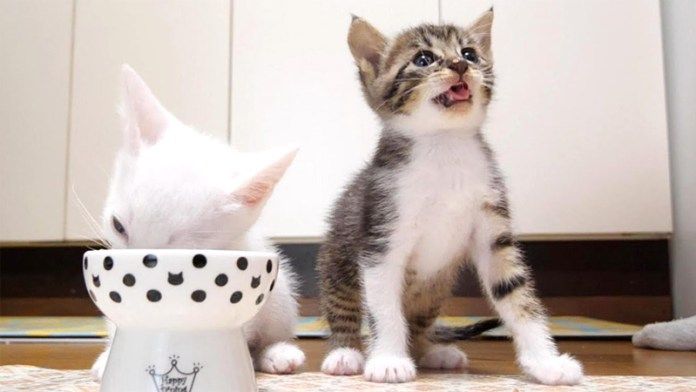 ご飯を取られたと思った子猫