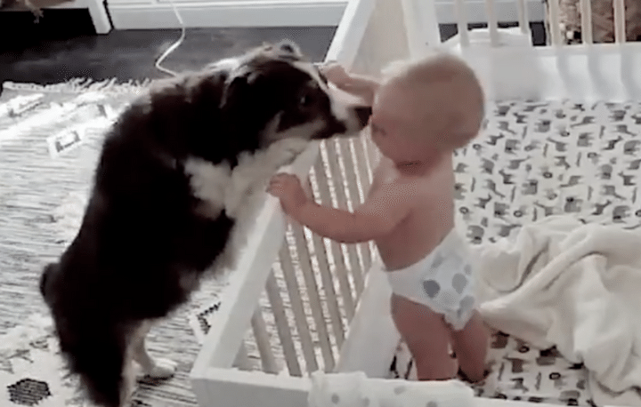 監視カメラは見ていた！赤ちゃんと愛犬のほっこりするやりとり。
