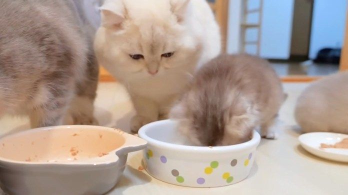 子猫にご飯を横取りされた父猫