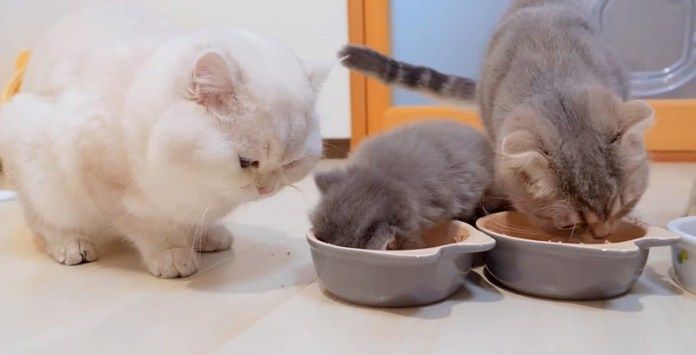 子猫にご飯を横取りされた父猫