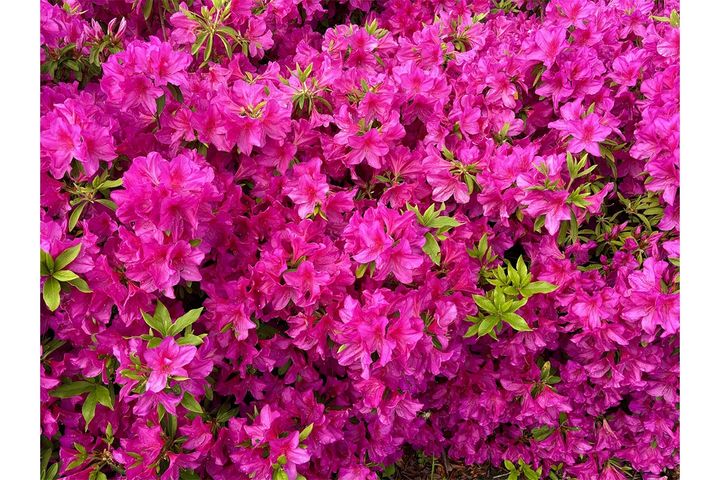 「立夏」には旬の花や食べ物がたくさん