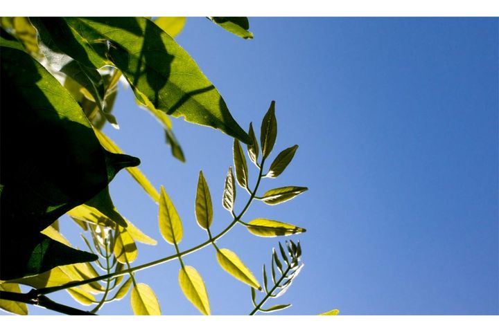 2024年の「立夏」は5月5日