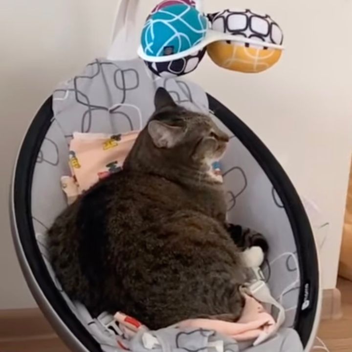 電動のバウンサーに揺られて眠る猫、オーダーメードかのようにお似合い