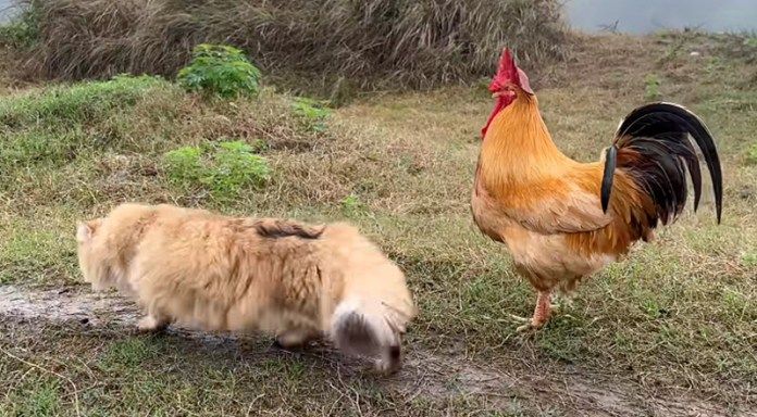 ニワトリと旅に出た猫