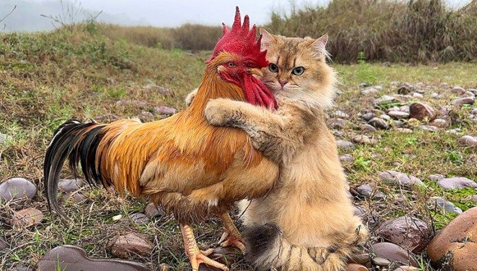 仲良しなニワトリと猫