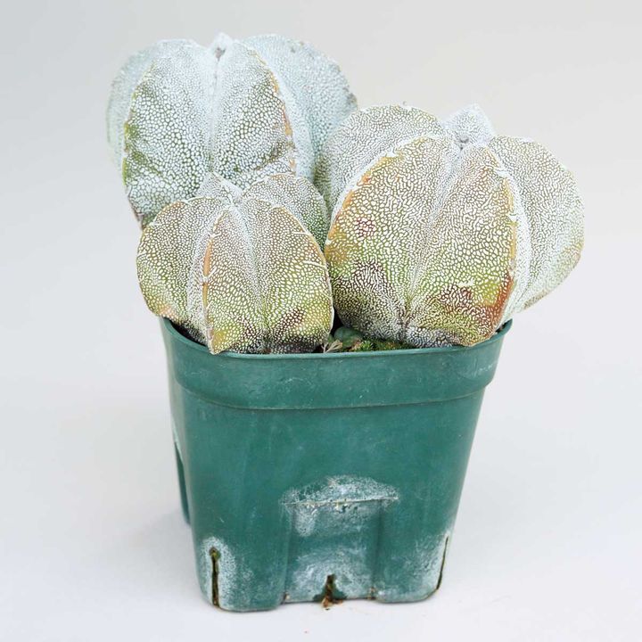 アストロフィツム ミリオスティグマ 'オンヅカ'