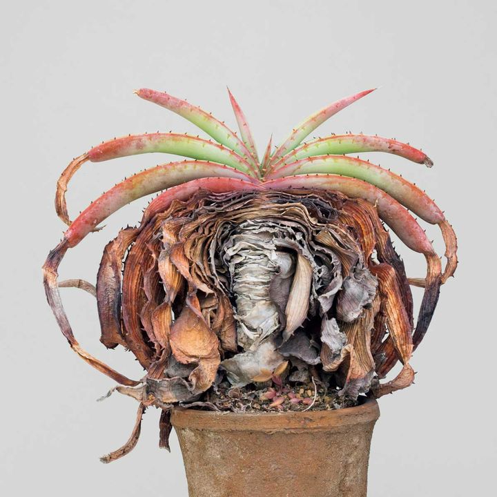 アロエ スプラフォリアータ