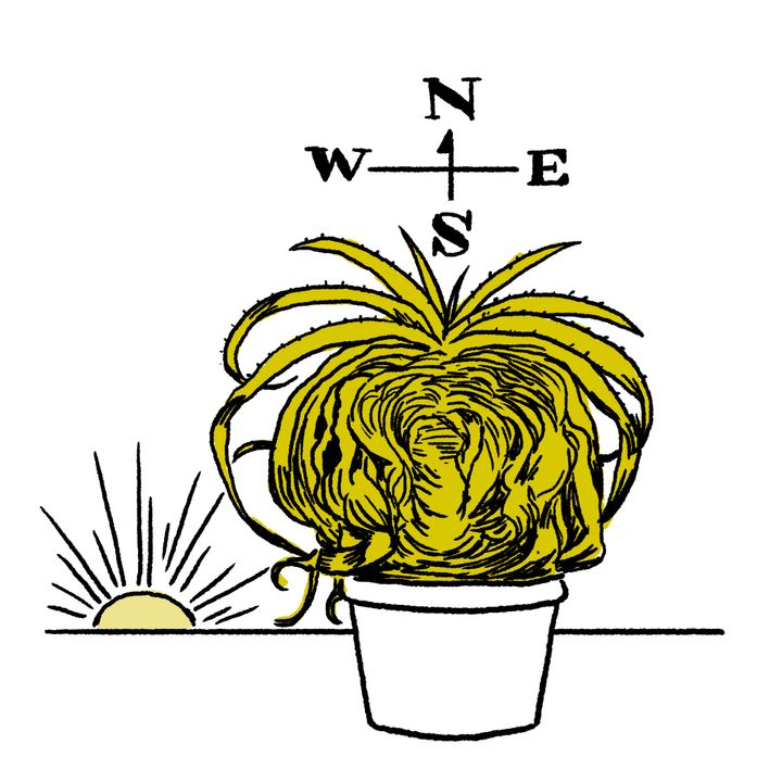 多肉植物のイラスト