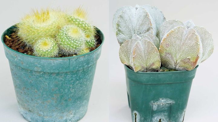 右：アストロフィツム ミリオスティグマ 'オンヅカ'