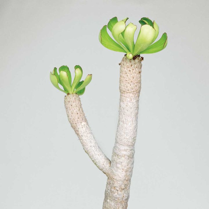 ユーフォルビア ポイソニー