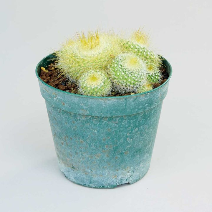 パロディア クリサカンティオン