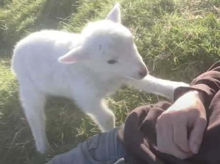 ねぇねぇ〜もっとモフって♪ 甘えん坊の羊の赤ちゃんが可愛い！